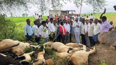 పిడుగుపాటుకు గొర్రెల మృతి… ప్రభుత్వ విప్ పరామర్శ